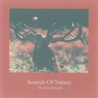 [German] - Sounds of Nature - Die Hirschbrunft