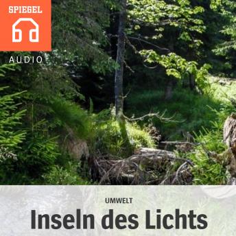 [German] - Umwelt: Inseln des Lichts: Großversuch im Nationalpark Bayerischer Wald