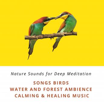 Nature Sounds for Deep Relaxation: Song Birds, Water & Forest Ambience, Bird Calls, Calming & Healing Music: Premium-XXL-Bundle - Nature Sounds with and without Calming Music