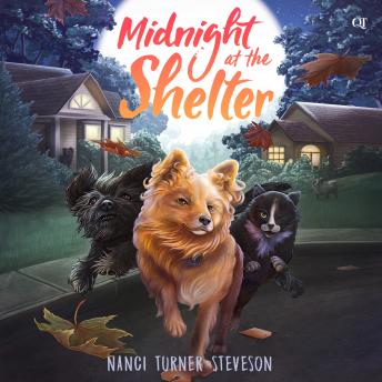 Midnight at the Shelter