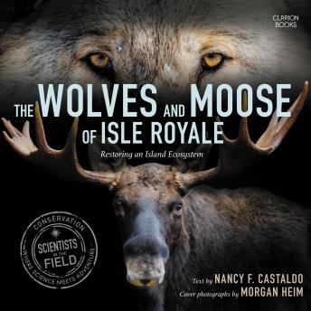 The Wolves And Moose Of Isle Royale: Restoring an Island Ecosystem