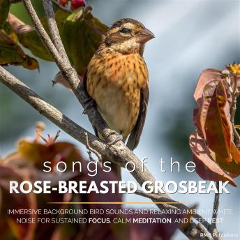 Songs of the Rose-Breasted Grosbeak: Immersive Background Bird Sounds and Relaxing Ambient White Noise for Sustained Focus, Calm Meditation, and Deep Rest