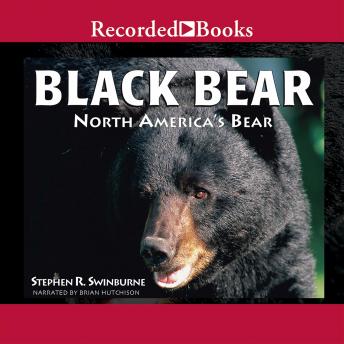 Black Bear: North America's Bear