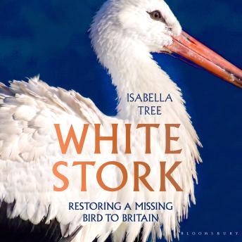 White Stork: Restoring a Missing Bird to Britain
