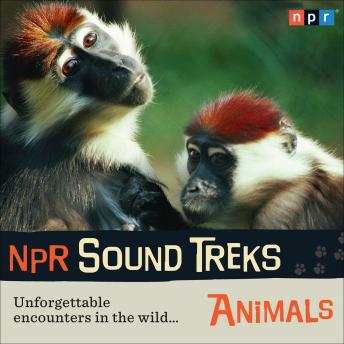 NPR Sound Treks: Animals: Unforgettable Encounters in the Wild, Audio book by NPR  
