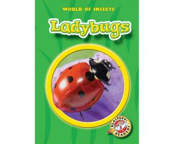 Ladybugs