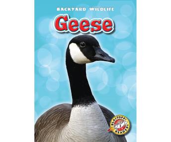 Geese, Audio book by Megan Borgert-Spaniol