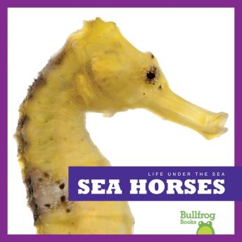 Download Sea Horses by Cari Meister