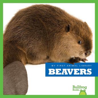 Download Beavers by Mari Schuh