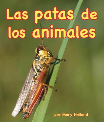 [Spanish] - Patas de los animales