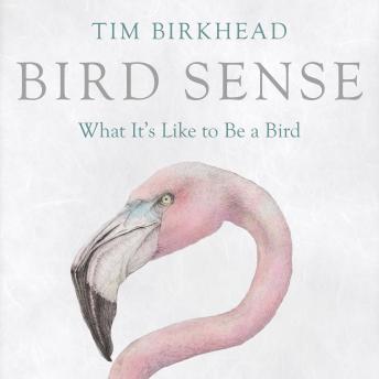 Bird Sense: What It's Like to Be a Bird
