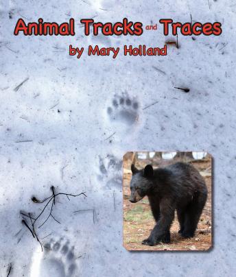 Animal Tracks and Traces, Audio book by Mary Holland