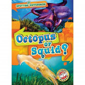 Octopus or Squid?