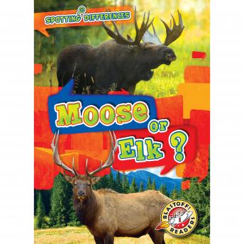 Moose or Elk?