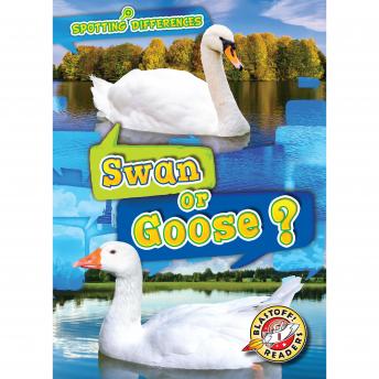 Swan or Goose?