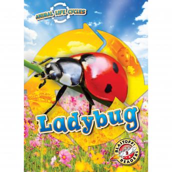 Animal Life Cycles: Ladybug