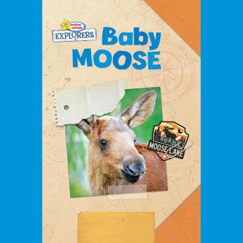 Download Active Minds Explorers: Baby Moose by Ellen Lawrence
