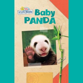 Active Minds Explorers: Baby Panda