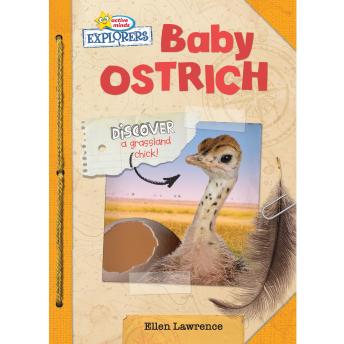 Active Minds Explorers: Baby Ostrich