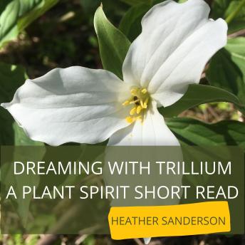 Dreaming with Trillium: A Plant Spirit Short Read