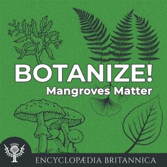Mangroves Matter