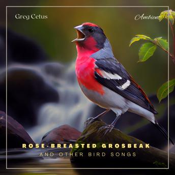 Rose-breasted Grosbeak and Other Bird Songs: Atmospheric Audio for Productivity and Focus