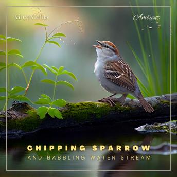 Chipping Sparrow and Babbling Water Stream: Morning Birdsongs and Water Streams for Peace and Relaxation