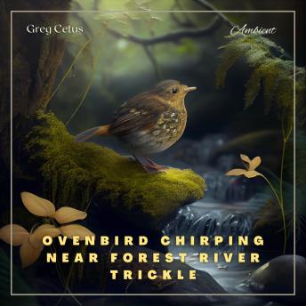 Ovenbird Chirping Near Forest River Trickle: Nature Sounds for Mindfulness and Reflection