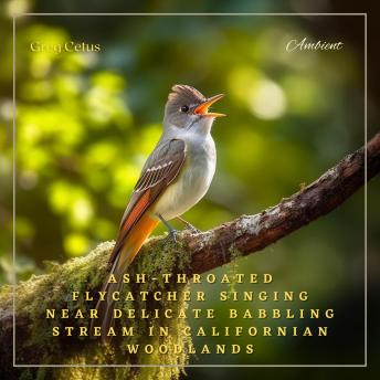 Ash-throated Flycatcher Singing Near Delicate Babbling Stream in Californian Woodlands: Nature Sounds for Yoga and Relaxation