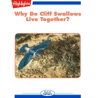 Why Do Cliff Swallows Live Together?