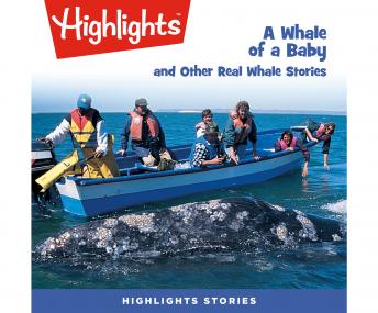 Whale of a Baby and Other Real Whale Stories, A