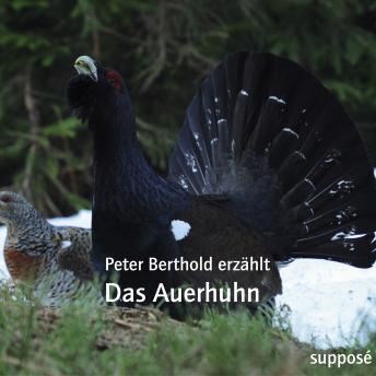 [German] - Das Auerhuhn: Peter Berthold erzählt