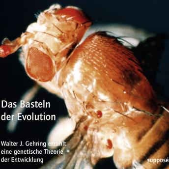 [German] - Das Basteln der Evolution: Walter J. Gehring erzählt eine genetische Theorie der Entwicklung