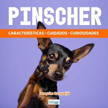 [Portuguese] - Pinscher: Características, cuidados, curiosidades