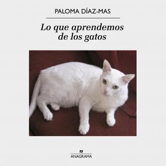 [Spanish] - Lo que aprendemos de los gatos