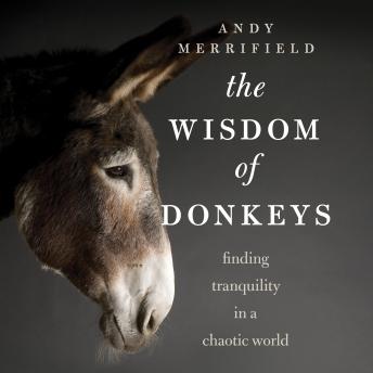 The Wisdom of Donkeys: Finding Tranquility in a Chaotic World