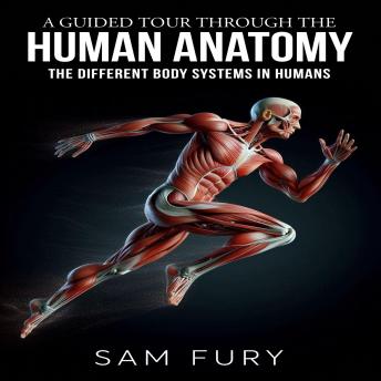 A Guided Tour Through the Human Anatomy: The Different Body Systems In Humans