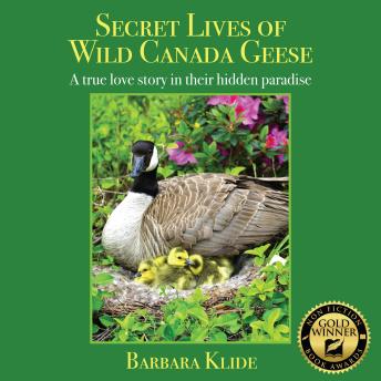Secret Lives of Wild Canada Geese: A True Love Story in Their Hidden Paradise