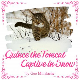 Quince the Tomcat Captive in Snow