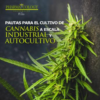Pautas para el cultivo de cannabis a escala industrial y autocultivo