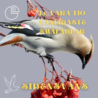 [Swedish] - Sidensvans: Våra tio vanligaste småfåglar