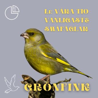 [Swedish] - Grönfink: Våra tio vanligaste småfåglar