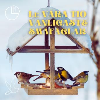 [Swedish] - Våra tio vanligaste småfåglar
