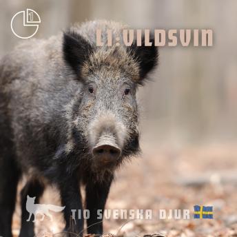[Swedish] - Vildsvin: Tio svenska djur