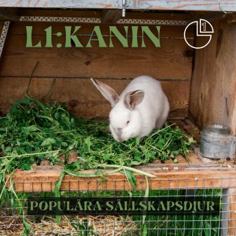 [Swedish] - Kanin: Populära sällskapsdjur