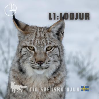 [Swedish] - Lodjur: Tio svenska djur