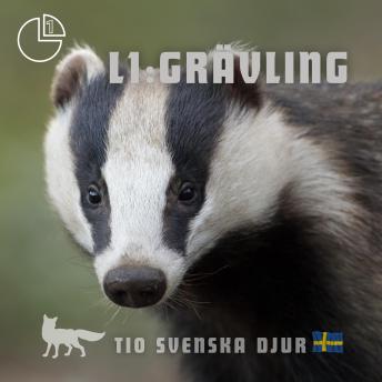 [Swedish] - Grävling: Tio svenska djur