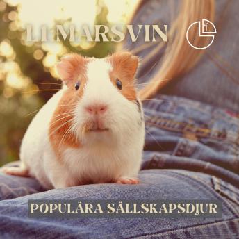 [Swedish] - Marsvin: Populära sällskapsdjur