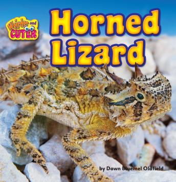 Horned Lizard