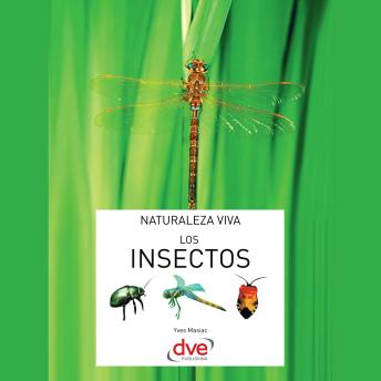 [Spanish] - Los insectos